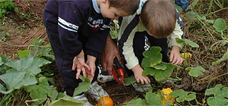 La cosecha de calabazas de la Llar d'Infants